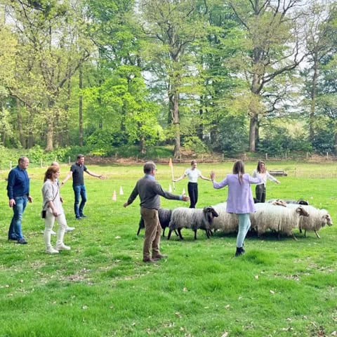 Communicatie ervaren met schapen foto